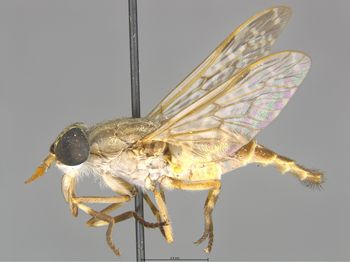 Media type: image;   Entomology 28211 Description: Specimen documentation photo of habitus lateral viewfrom specimen MCZ:Ent:28211, captured on2025-04-30;  Aspect: habitus lateral view